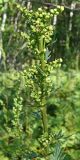 Artemisia maximovicziana