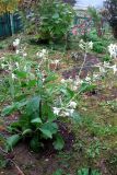 Nicotiana alata