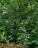 Knautia involucrata