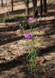 Dianthus versicolor