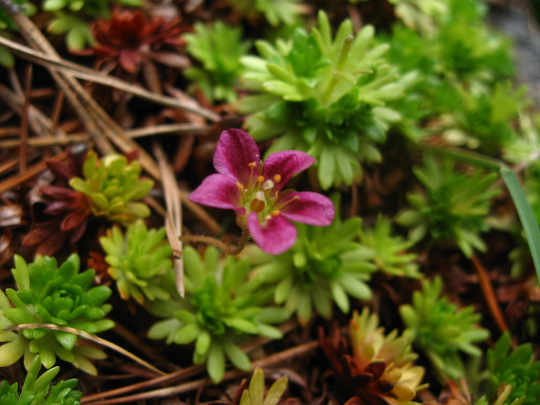 Изображение особи Saxifraga cespitosa ssp. exaratoides.