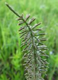 Equisetum pratense