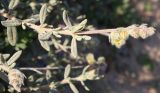 Helianthemum stipulatum. Верхушка побега с соцветием. Израиль, г. Ашдод, пустырь на песках. 01.03.2011.