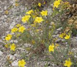 Linum ucranicum