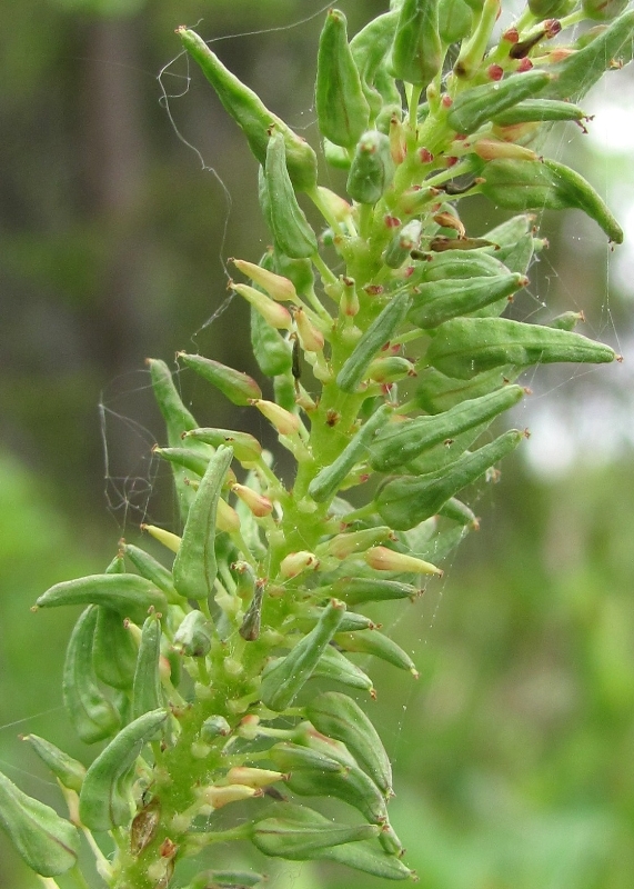 Изображение особи Salix myrtilloides.