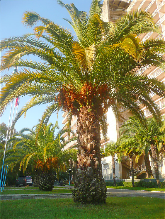 Изображение особи Phoenix canariensis.