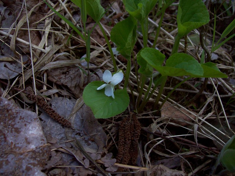 Изображение особи Viola mirabilis.