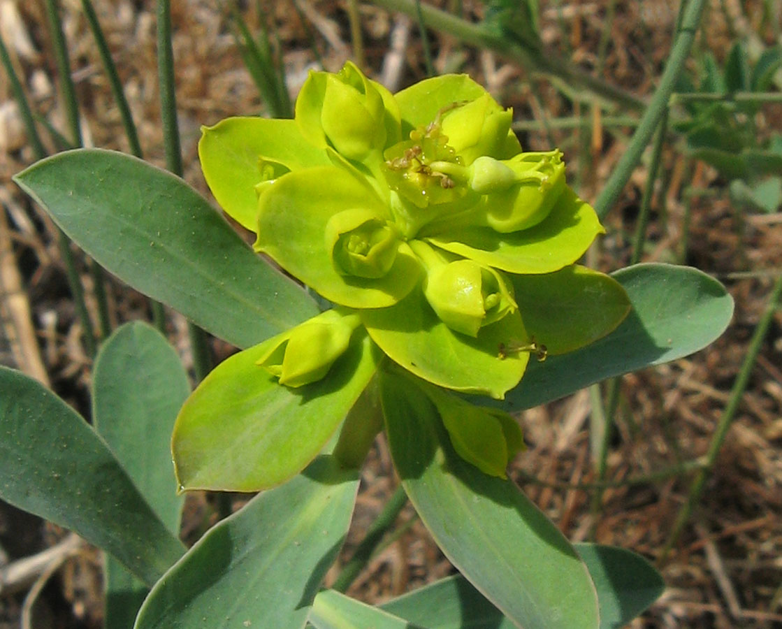 Изображение особи Euphorbia glareosa.