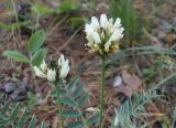 Astragalus inopinatus