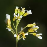 Arabidopsis thaliana