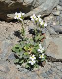 Arabis caucasica. Цветущее растение. Армения, Вайоц Дзор, ущелье р. Арпа. 03.05.2013.