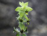 Sideritis montana