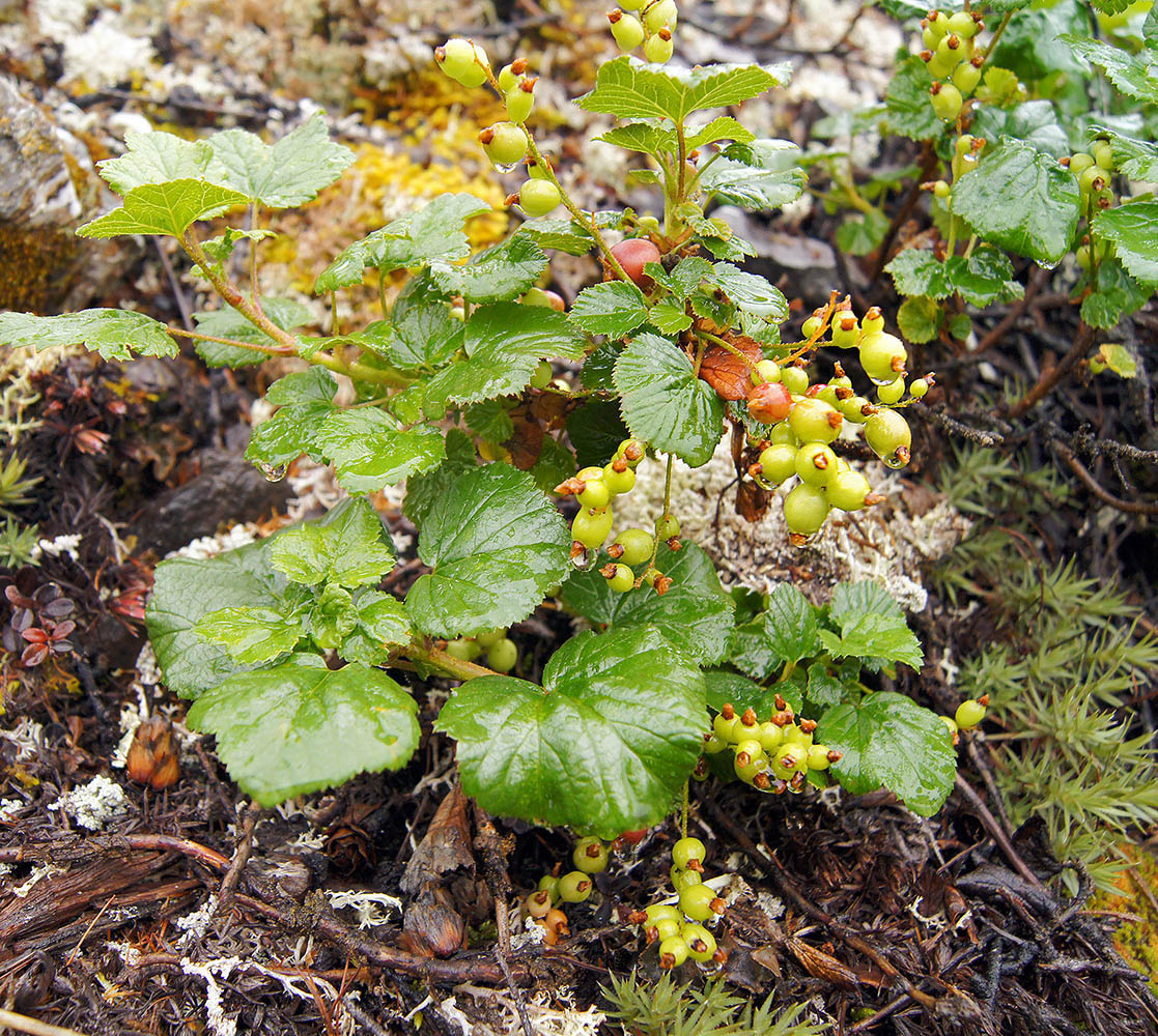 Изображение особи Ribes fragrans.