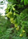 Astragalus frigidus. Соцветие. Архангельская обл., Пинежский р-н, вост. окр. Пинежского заповедника, разреженный лес в районе распространения карста. 21.06.2013.