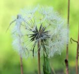 Tragopogon orientalis. Соплодие. Костромская обл., Судиславский р-н, окр. дер. Антипино, насыпь железной дороги. 06.07.2015.