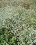 Artemisia santonicum