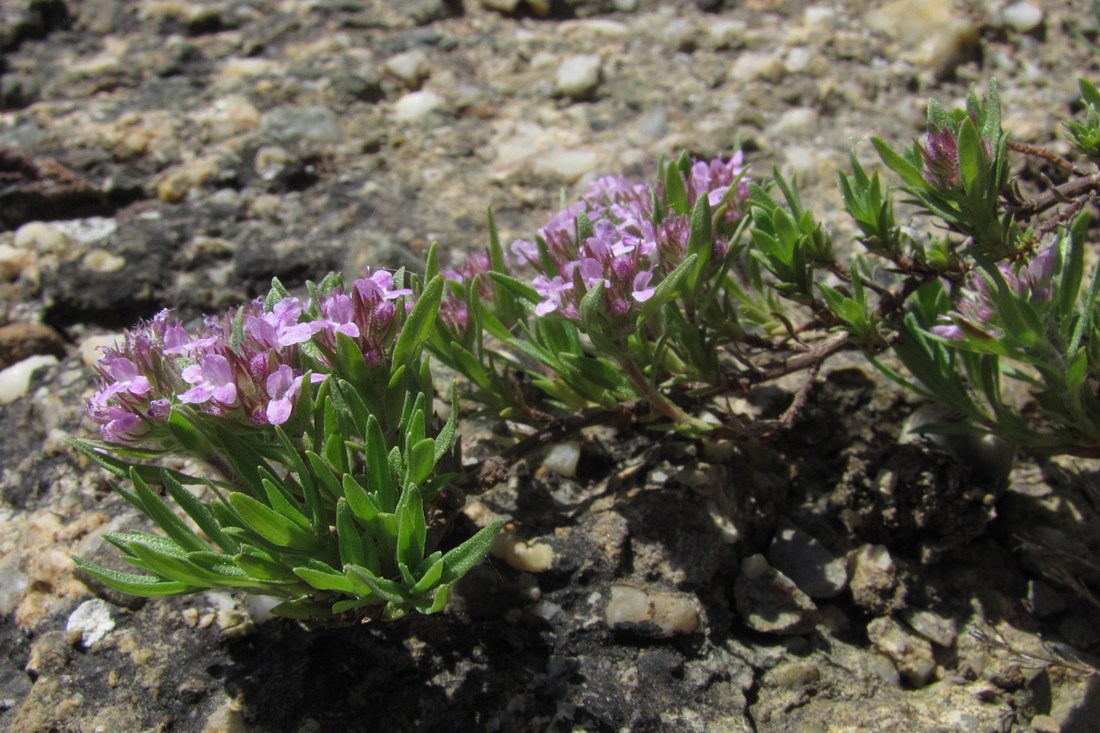 Изображение особи Thymus roegneri.