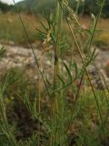 Centaurea sterilis