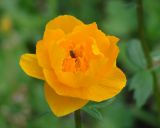 Trollius asiaticus