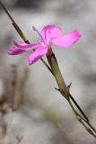 Dianthus sylvestris. Цветок. Черногория, муниципалитет Будва, ~ 800 м к юго-востоку от крепости Космач (Kosmač), пояс дубово-грабинникового леса, скалы выше дороги. 11.10.2014.