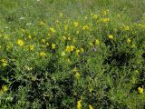 Lathyrus pratensis