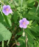 Geranium pseudosibiricum