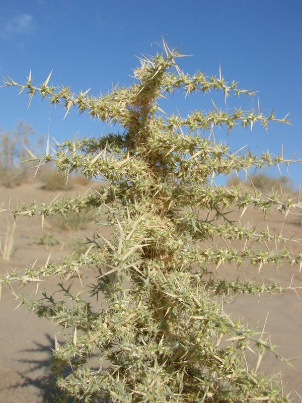 Изображение особи Agriophyllum lateriflorum.