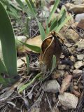 Iris lutescens