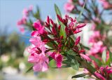 Nerium oleander. Верхушка веточки с соцветием. Греция, о. Крит, Ретимно (Ρέθυμνο), в культуре. 02.05.2014.