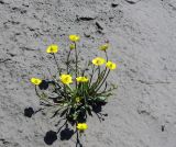 Ranunculus longicaulis var. pseudohirculus