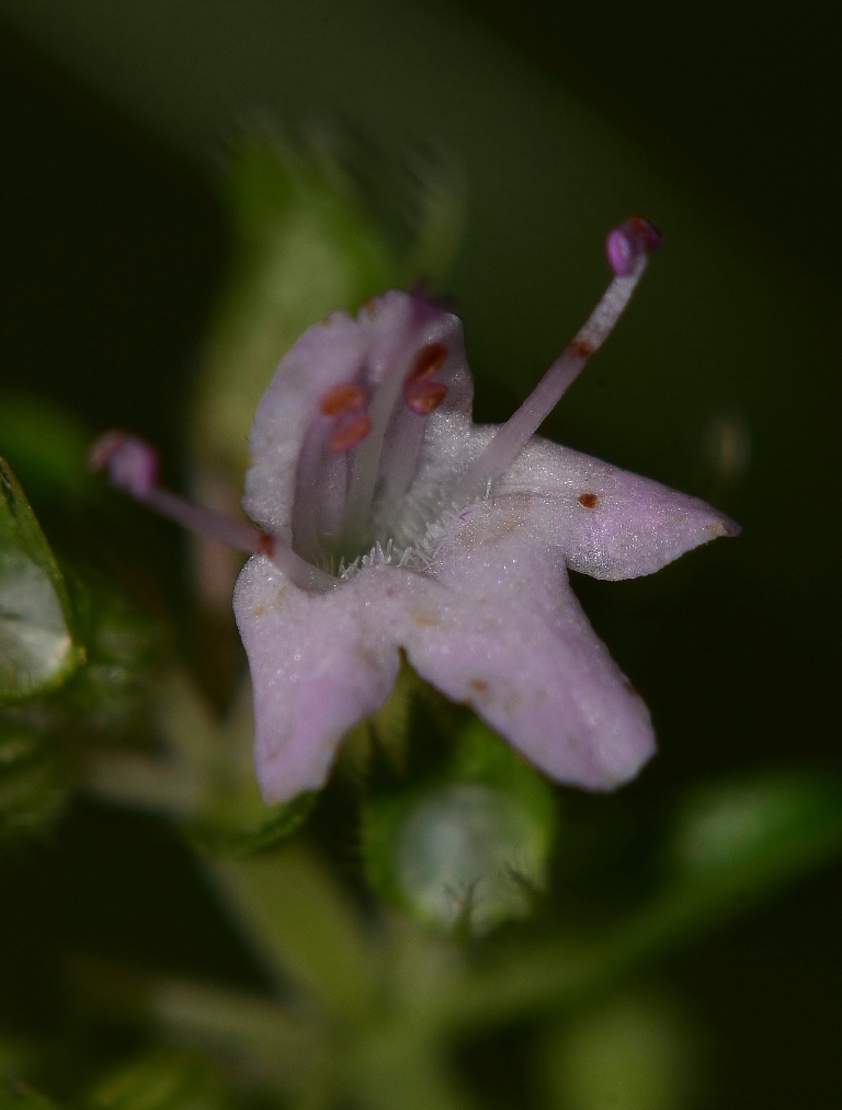 Изображение особи Thymus pulegioides.