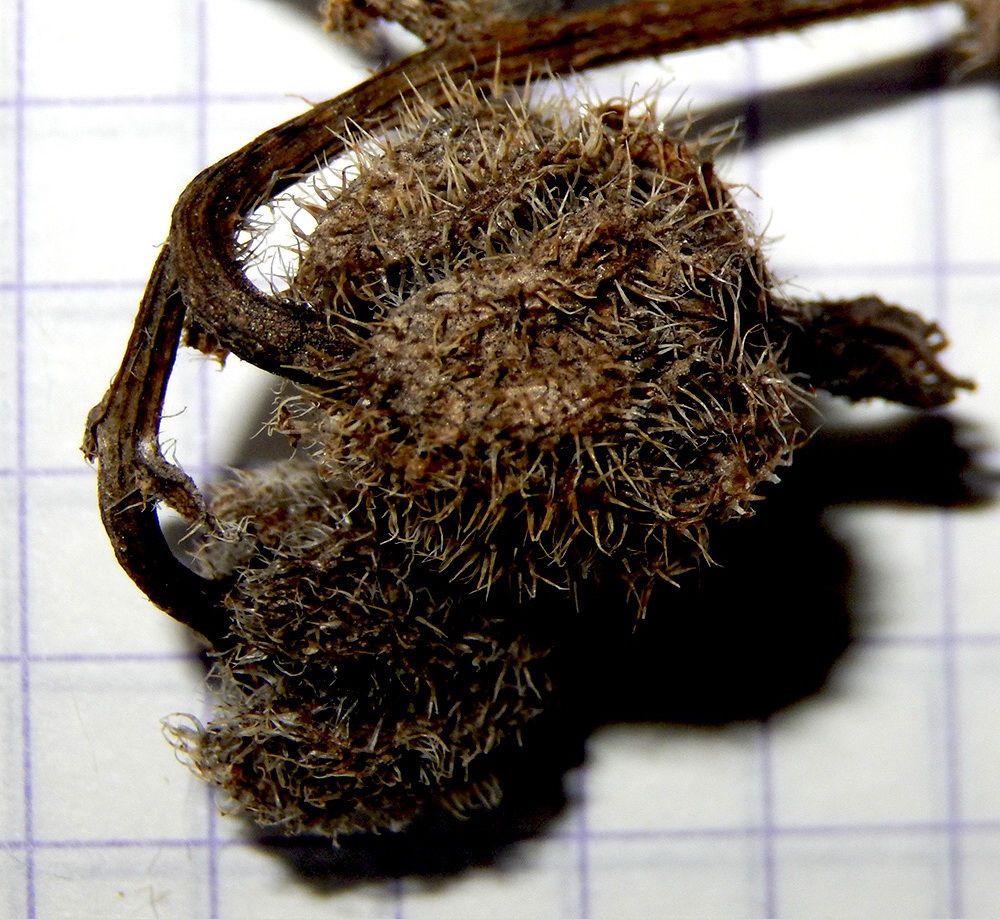 Image of Campanula komarovii specimen.