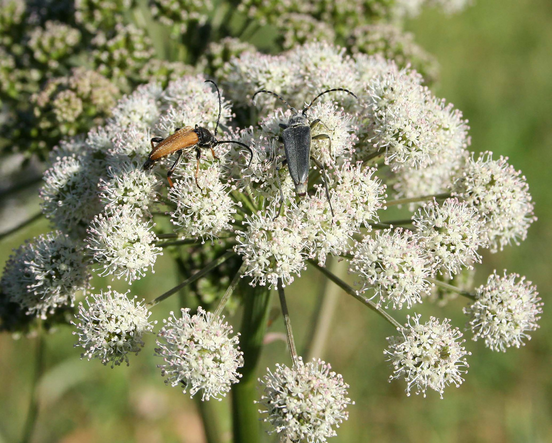 Изображение особи Angelica sylvestris.