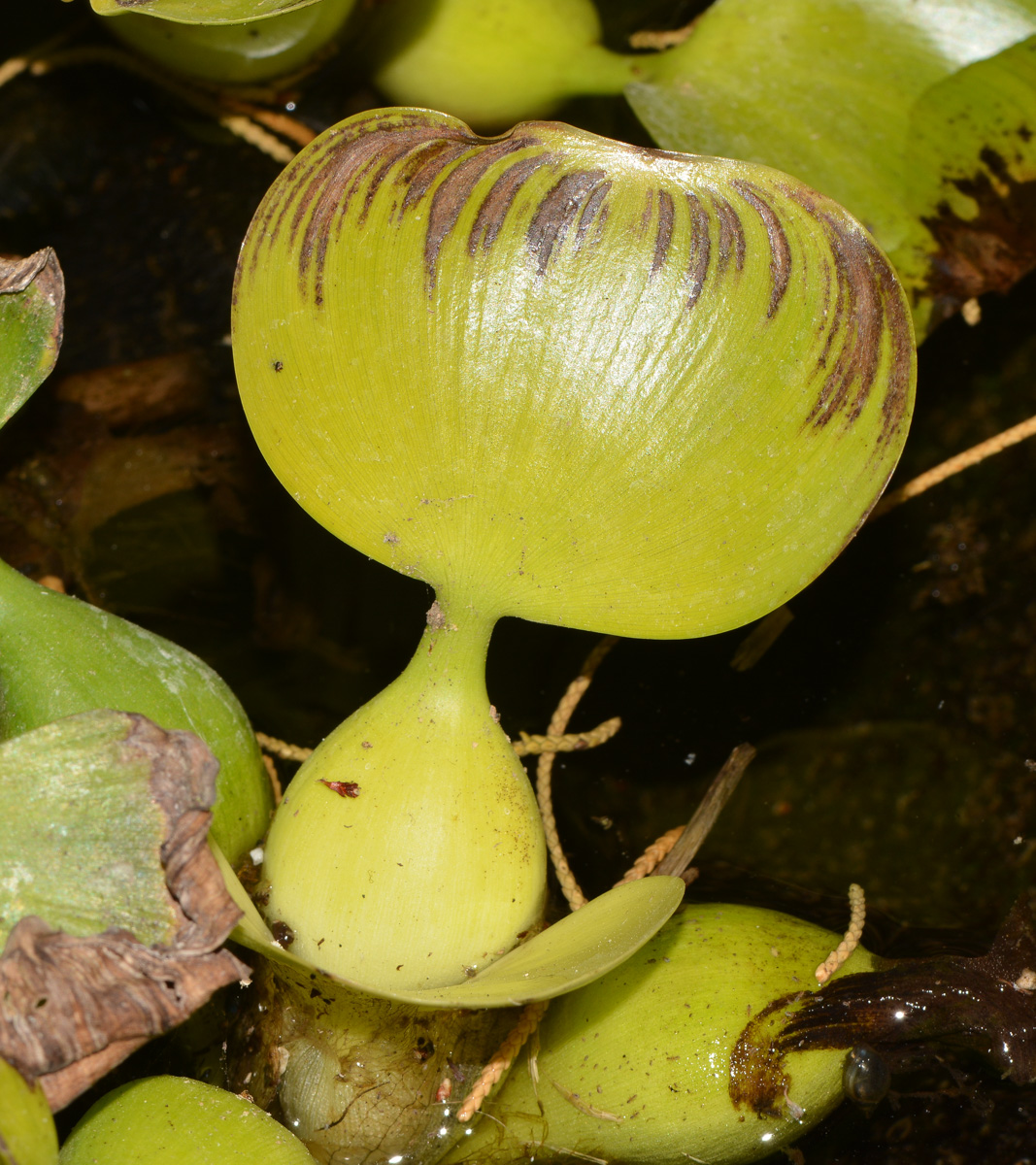 Изображение особи Eichhornia crassipes.
