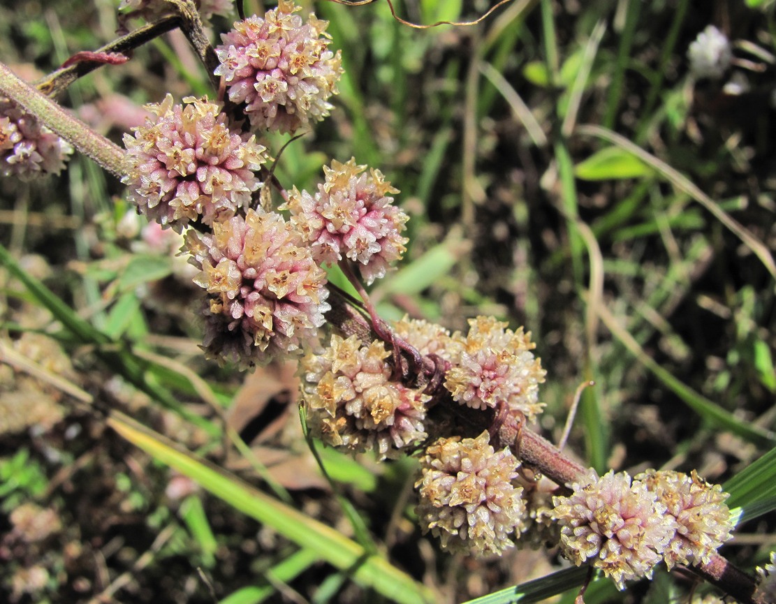 Изображение особи Cuscuta epithymum.