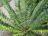 Encephalartos ferox