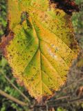 Acer tataricum