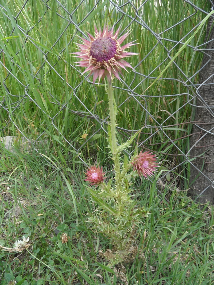 Image of genus Carduus specimen.