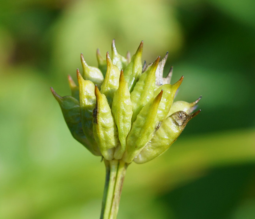 Изображение особи Trollius riederianus.