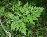 Chaerophyllum bulbosum