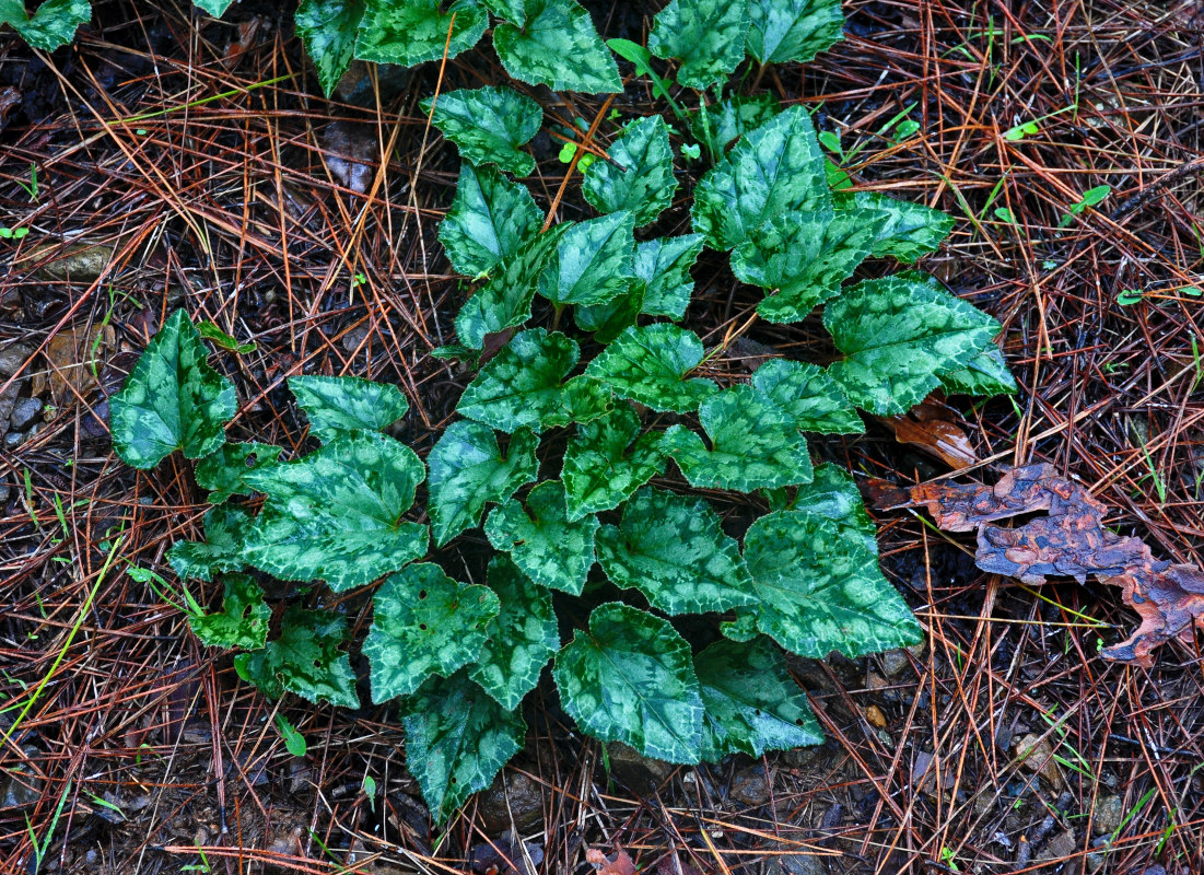 Изображение особи Cyclamen persicum.