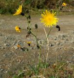 Sonchus arvensis подвид uliginosus. Верхушка цветущего и плодносящего растения. Кабардино-Балкария, Зольский р-н, долина р. Гедмышх, обочина дороги. 17.09.2018.