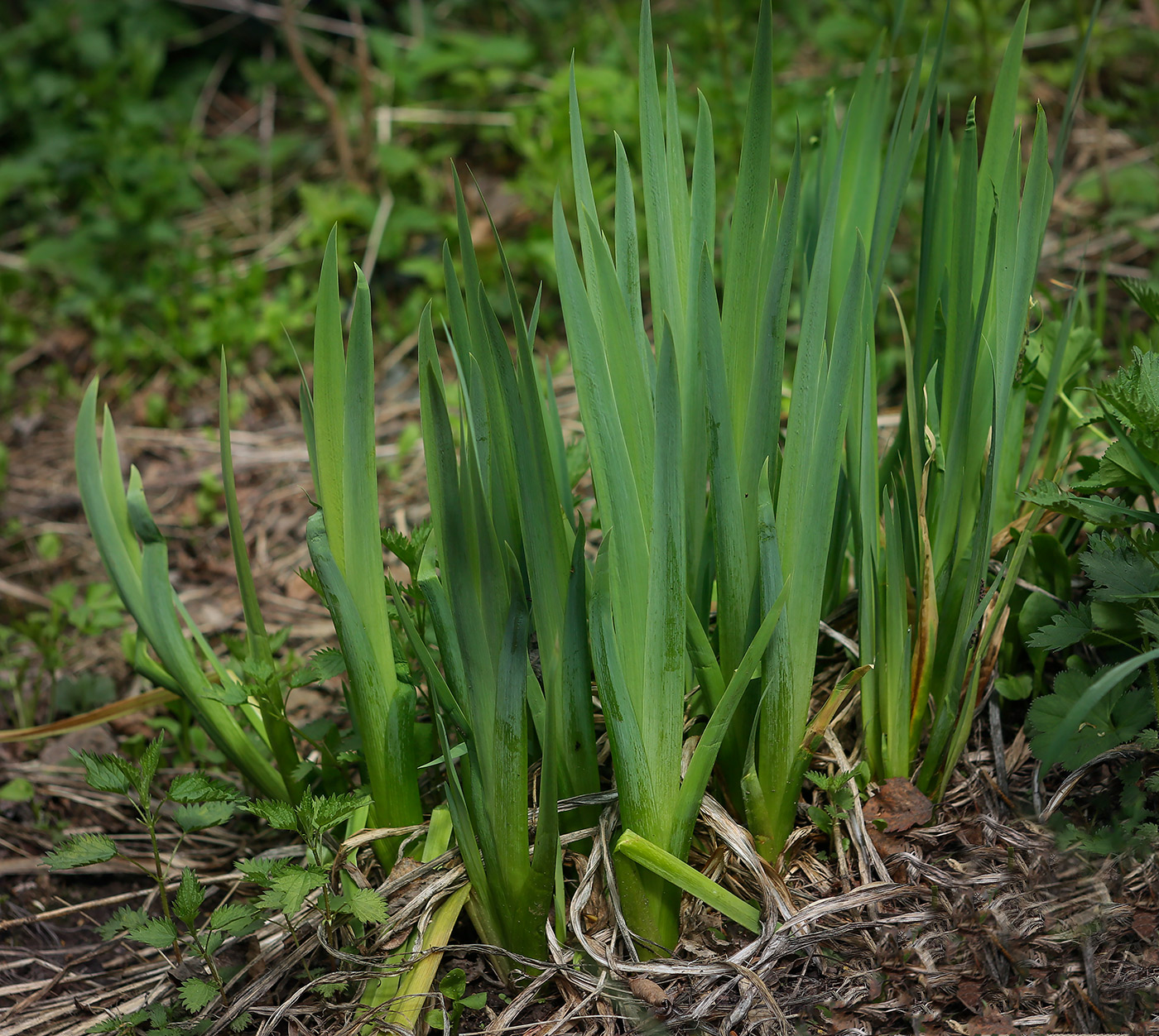 Изображение особи Iris pseudacorus.