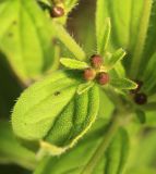 Lithospermum erythrorhizon