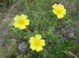 Potentilla pedata. Верхушка растения с бутонами, цветками, плодами и сидящей на цветке златоглазкой. Кыргызстан, Чуйская обл., окр. г. Бишкек восточнее с. Орто-Сай, предгорье, лог между холмами. 25.05.2019.