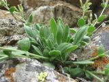 Silene pygmaea