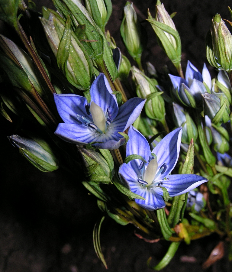 Изображение особи Lomatogonium rotatum.