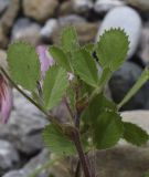 Ononis rotundifolia