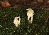 Hypopitys monotropa