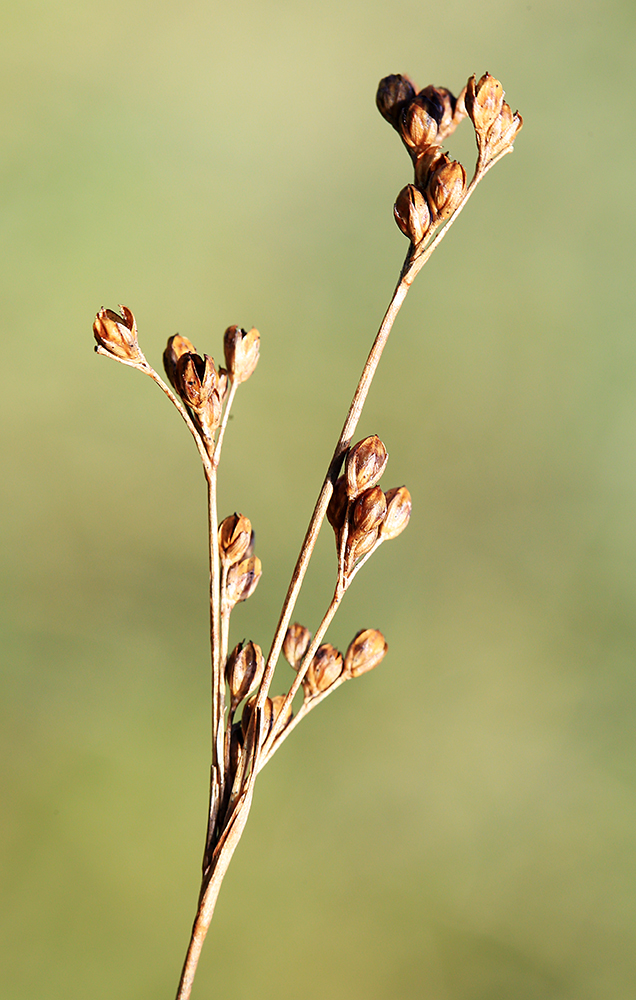 Изображение особи Juncus gracillimus.